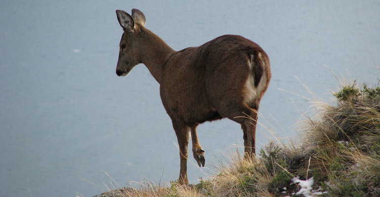 MOU on the South Andean Huemul
