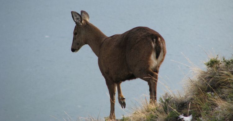 Huemul (Hippocamelus bisulcus) © Eduardo Ramilo